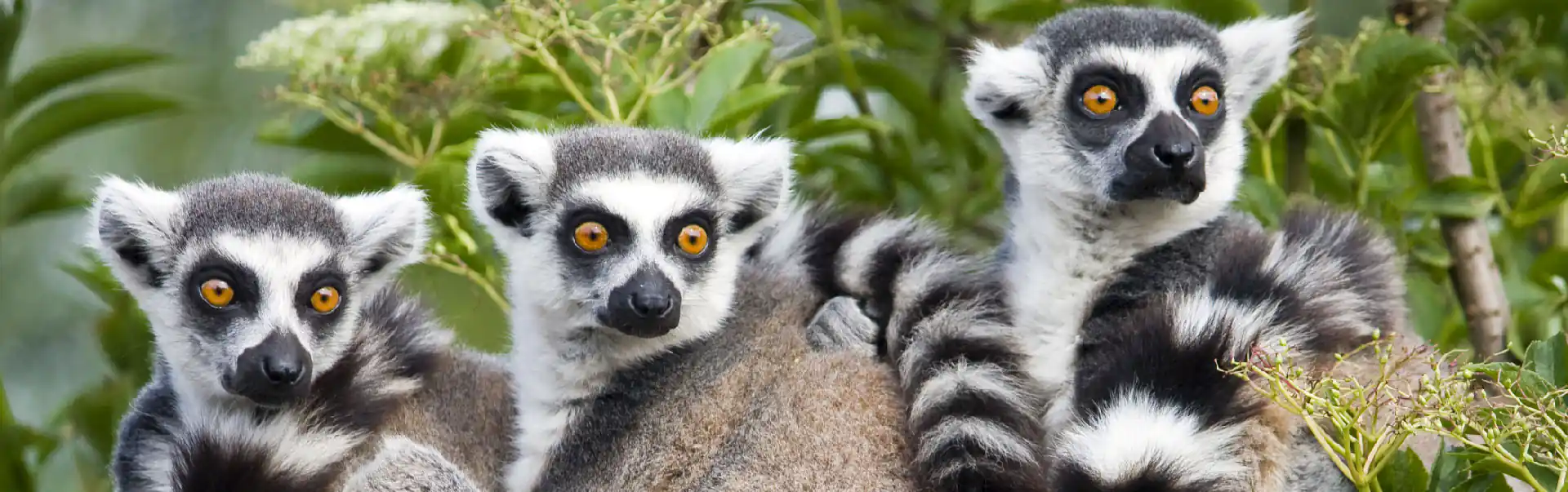 Antananarivo (Madagascar) Tour ETHOSA-05